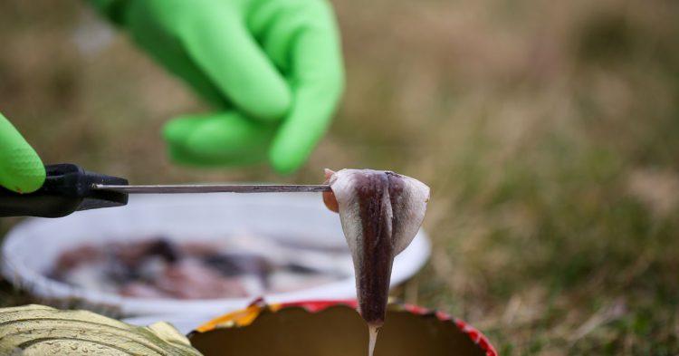 Sigue leyendo Voici la spécialité culinaire plus répugnante… le Surströmming !
