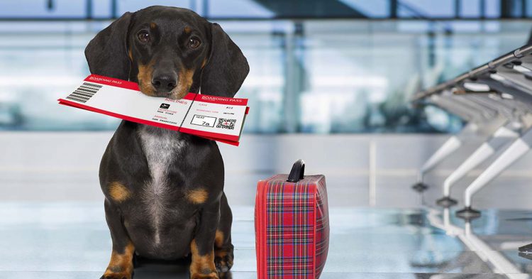 Sigue leyendo Quel est le meilleur jour pour acheter ses billets d’avion ?