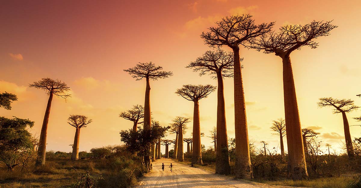 Madagascar (iStock)
