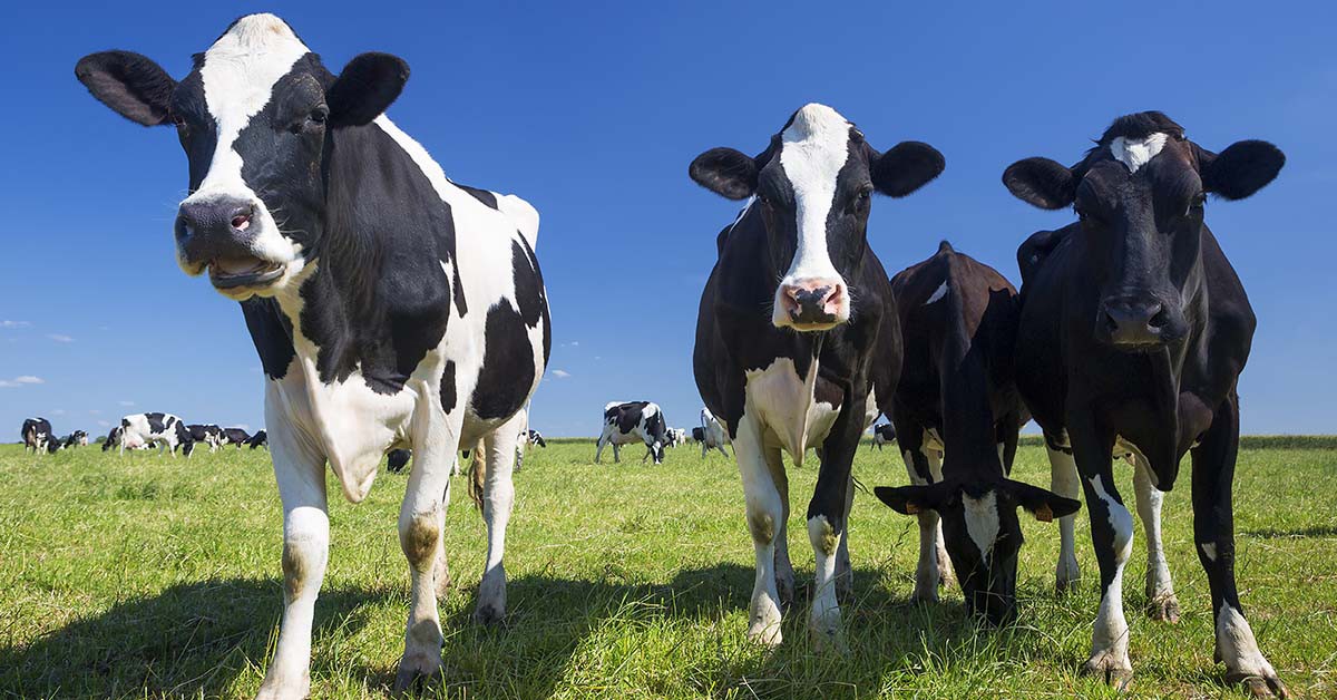 Vaches (iStock)