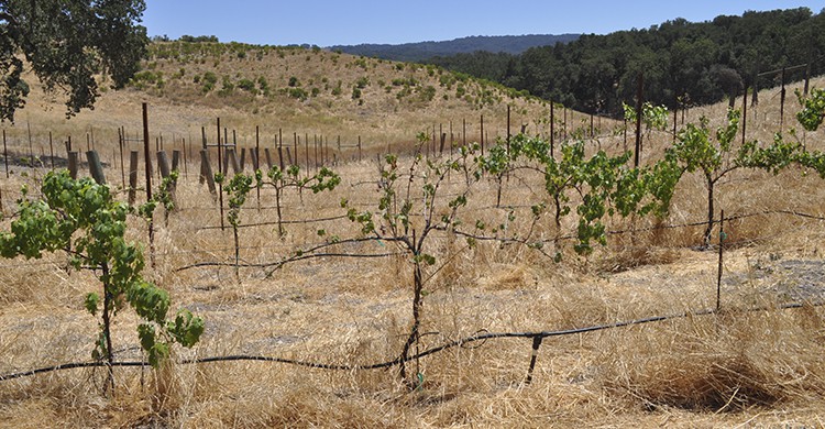 Champ de vignes désertique (Istock)