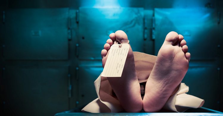 Sigue leyendo Les 6 animaux les plus dangereux de la planète