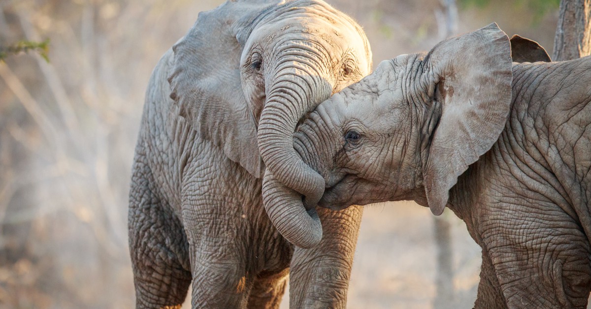 Sigue leyendo Voici les 10 raisons pour lesquelles vous ne devez JAMAIS monter à dos d’éléphant