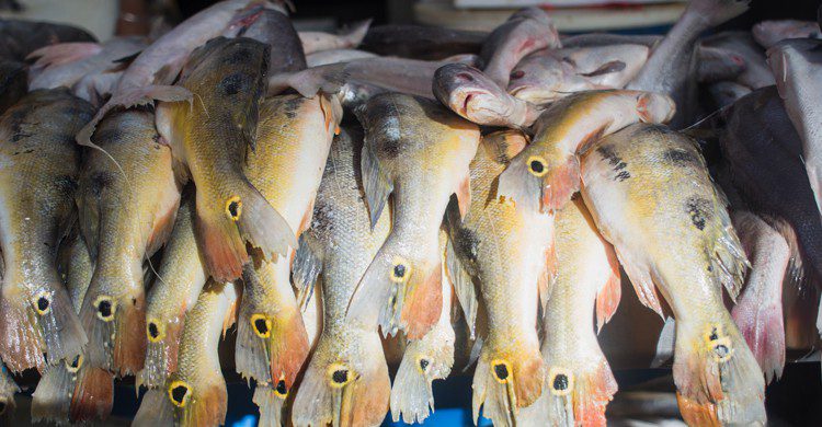 poisson mis à la vente dans un marché