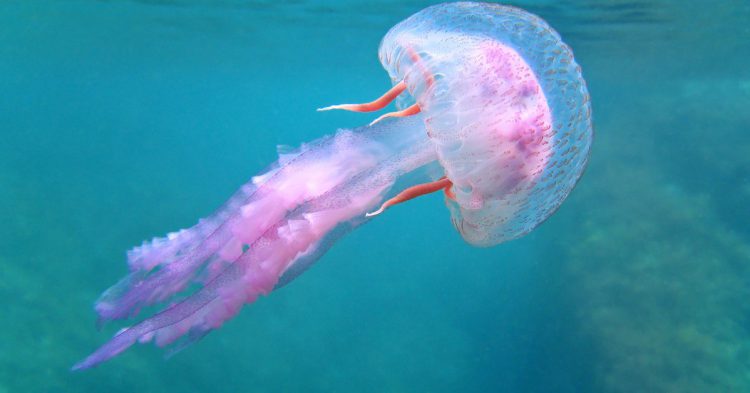 Sigue leyendo Comment se soigner et comment éviter de se faire piquer par les méduses ?