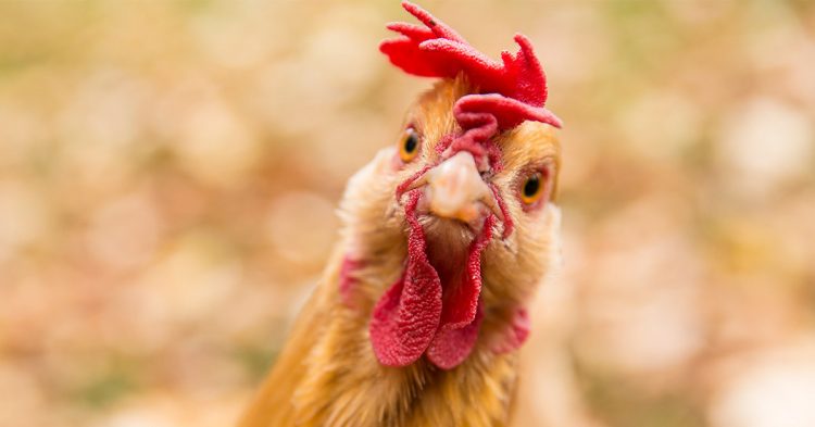 Sigue leyendo Monique la poule parcourt le globe en voilier, et vous ?